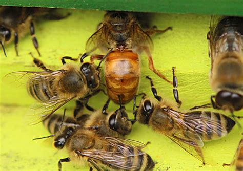 A Quick Start Guide To Honey Bee Antennae Honey Bee Suite