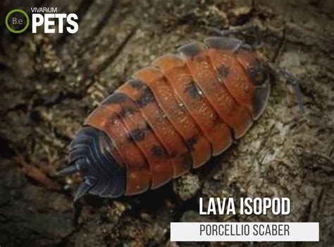 The Complete Porcellio Scaber Lava Isopods Care Guide