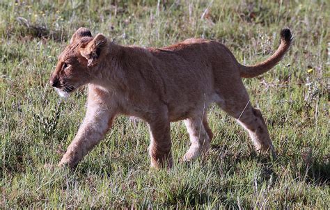 Baby Lion Prowling Photograph By Michael Peak Fine Art America