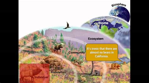 Ecology Levels Of Organization Organisms Communities Biomes
