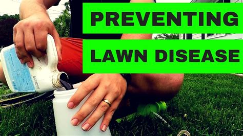Fungus on your lawn is more than unattractive. How To Prevent Lawn Disease and Lawn Fungus - YouTube