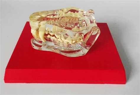 Anatomical Canine Pathology Jaw Model Medical Dog Mouth And Teeth