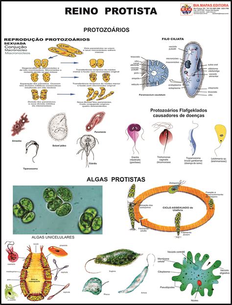 Protista Ejemplos