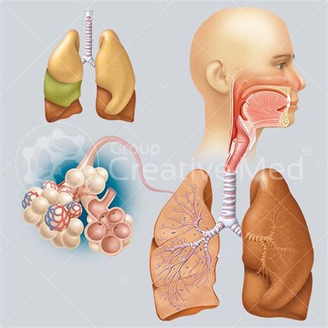 Lista Foto Imagenes De Las Partes Del Sistema Respiratorio Actualizar