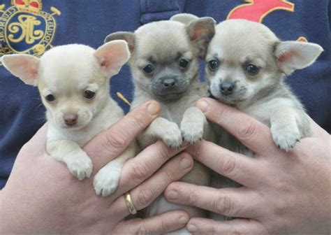59 Teacup Chihuahua For Sale In Nc Photo Bleumoonproductions