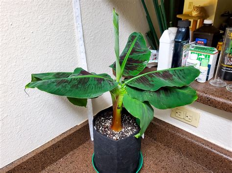 Banana Tree Plant Care
