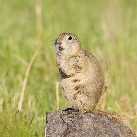 Fun Facts Gopher Or Squirrel — Edmonton And Area Land Trust