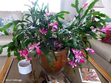 You're not the only person to ignore this incredible the christmas cactus isn't your typical plant. Decorate Your Shady Areas with Beautiful Shade-Loving ...