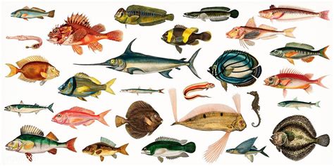 Download Premium Illustration Of Different Types Of Fishes Illustrated