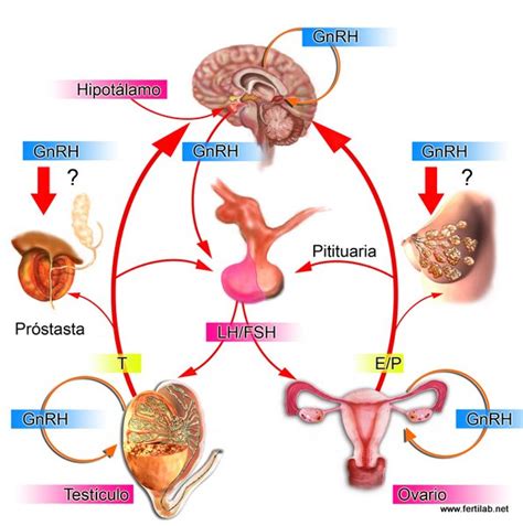 Infografia La Hipofisis La Hip Fisis Funciones Definici N Anatom A