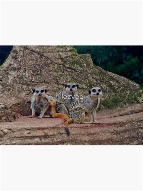 Meerkats Heres Looking At You Too Poster For Sale By Lezvee