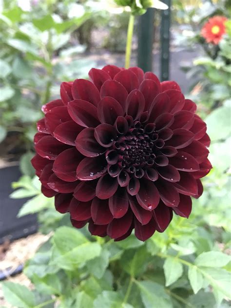 10 Black Dahlia Flower High Quality Seeds Fresh Garden Backyard Etsy