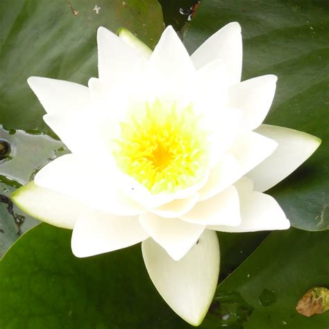 Gladstoniana Water Lily Large White Water Lily Wetland Plants