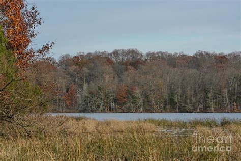 The Forest View From Pinchot Lake In Ford Pinchot State Park