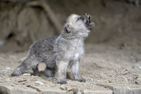 White Wolf 15 Photos Of Adorable Howling Wolf Pups Will Make Your Day