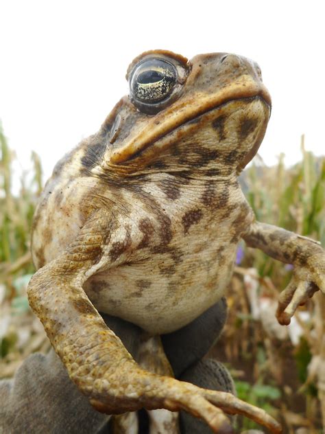 Toad Pose Occasional Hopping Toad For The Field Workers Am Flickr