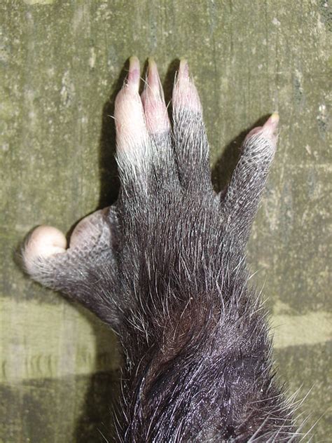 Opossum Foot Flickr Photo Sharing