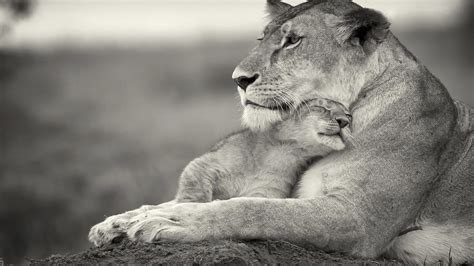 Lioness And Lion Cub Lion Baby Animals Monochrome Animals Hd