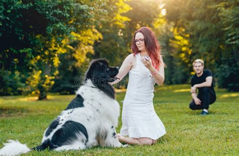 Newfoundland Dog Plays With Man And Woman Stock Image Image Of Cute