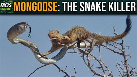 Why Is King Cobra Afraid Of Mongoose Youtube