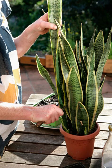 Even the most skilled gardener or. Snake plant: how to care for a mother in law tongue plant ...