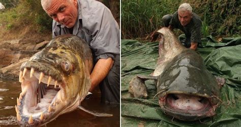 Man Eaters And Monsters The 15 Weirdest River Fish Ever Caught