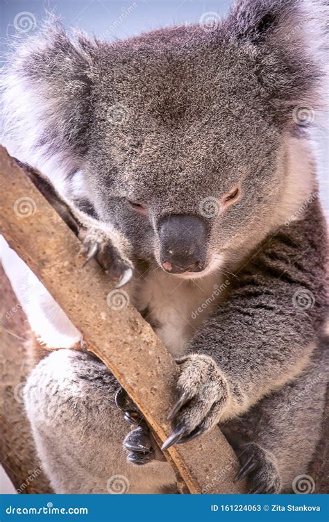 Portrait Of A Cute Tired Sleeping Koala Stock Image Image Of