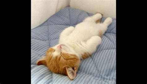 Chata el gato japonés que cautiva a miles en las redes por dormir como humano sobre su cama