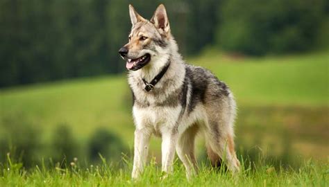 9 Wolf Like Dog Breeds Know The Difference And Choose Wisely Top Dog