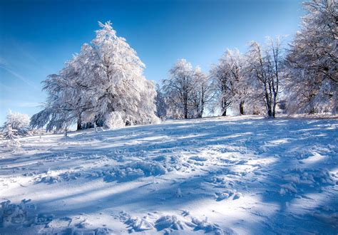 Snow Winter Trees Landscape With Shadows Photohdx