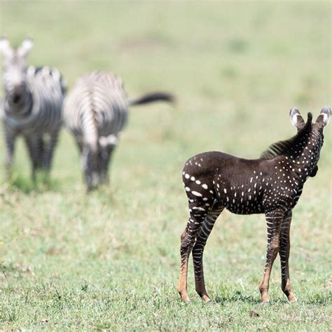 Photographer Captures Photos Of A Baby Zebra Covered In Polka Dots