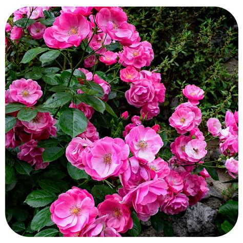 Flower Carpet Groundcover Rose Pink Supreme Davenport Garden Centre