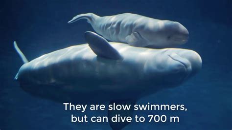 Informative Documentary Of Rare Beluga Whale Youtube