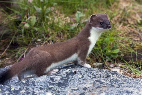 British Wildlife Of The Week Weasel The Nature Nook