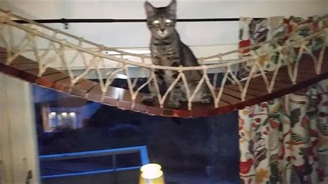 How To Build A Hang Bridge For Cats Youtube