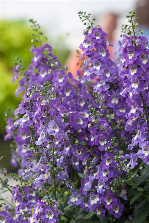 How To Plant And Care For Angelonia Sc Garden Guru