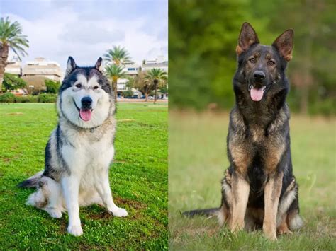 Guides About German Shepherd Malamute Mix Allgshepherds