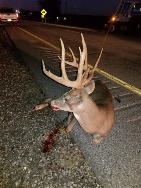 Big Roadkill Buck Kentucky Hunting