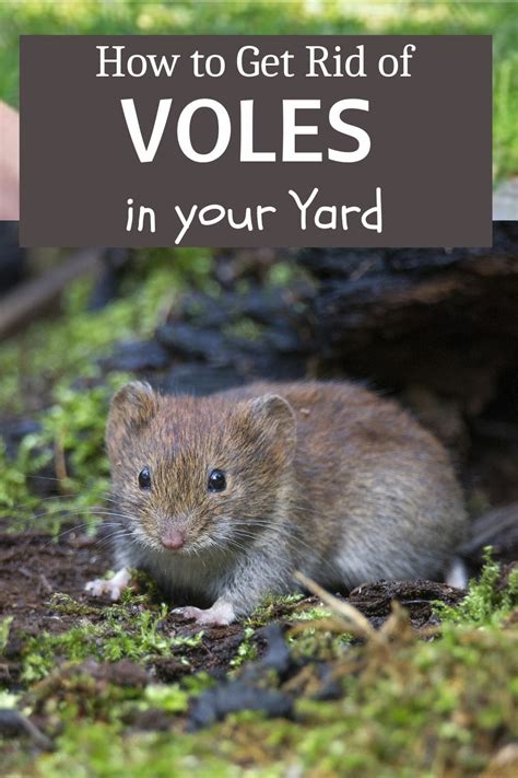 How To Get Rid Of Voles In Your Yard Lawn Care Schedule Lawn Care Tips