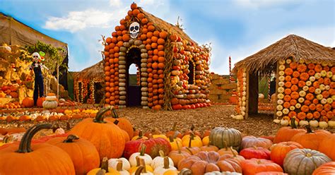 The 14 Best Pumpkin Patches Near Los Angeles Purewow