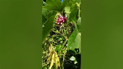 Kudzu An Edible Wild Invasive Plant Youtube
