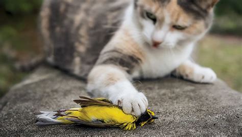 How Many Birds Do Cats Kill How To Save Birds From Them