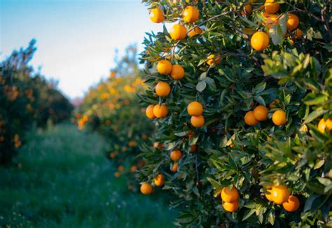 46000 Orange Fruit Tree Stock Photos Pictures And Royalty Free Images