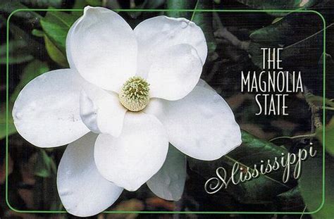 Image Result For The State Flower Of Mississippi Flowers Image Magnolia