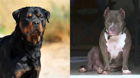 Pitbulls Vs Rottweilers Which One Do You Prefer Rottweiler Expert