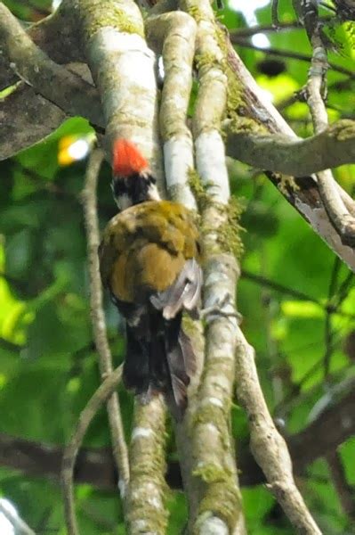 A Wandering Naturalist Sarawak A Borneo Highlands Bird Walk