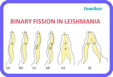 How Is The Process Of Binary Fission Different In Amoeba Leishmania