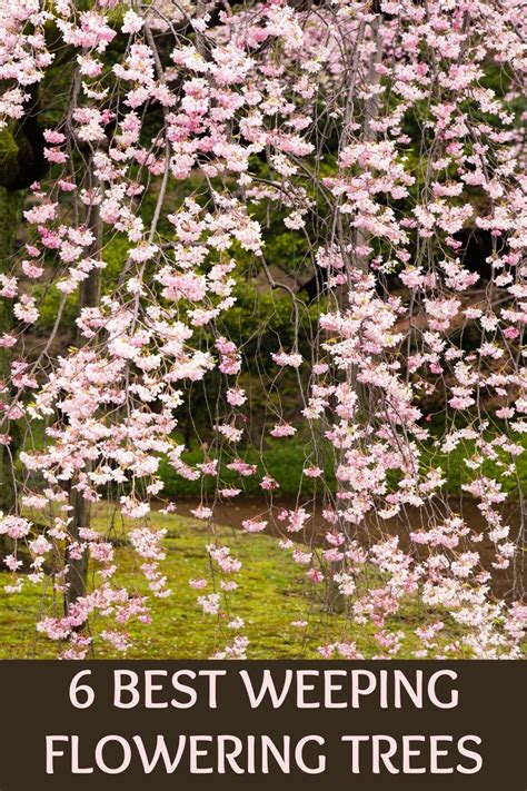11 Best Weeping Flowering Trees For Small And Big Gardens Alike With