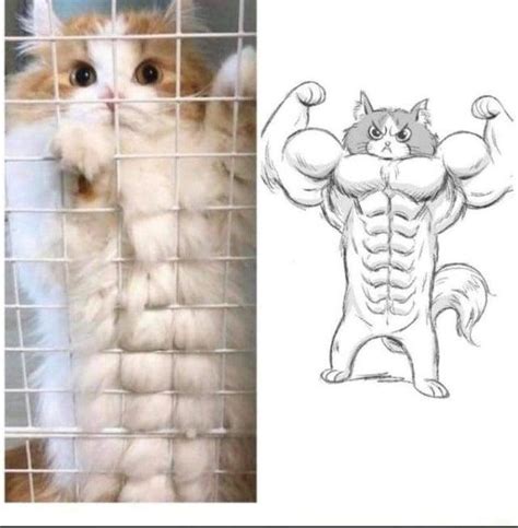 Buff Cat Cats Know Your Meme