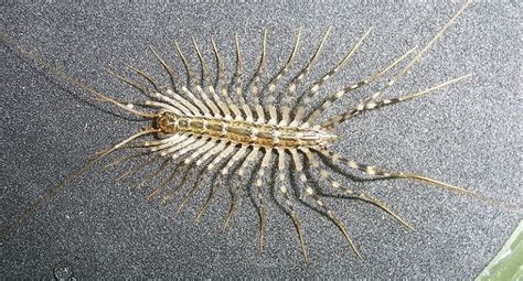Centipede Pictures Az Animals